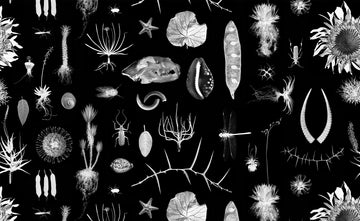 Cabinet of Natural Curiosities - Wallpaper
